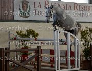 Clara del Buttasella TosTour2013- S5 3064 : Arezzo, Arezzo Equestrian Centre, Cavalli d'Italia, Clara del Buttasella, Toscana Tour 2013, foto di Stefano Secchi ©